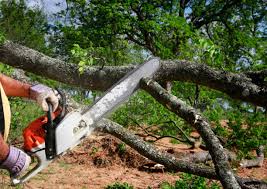 Best Tree Maintenance Programs  in Brookston, IN