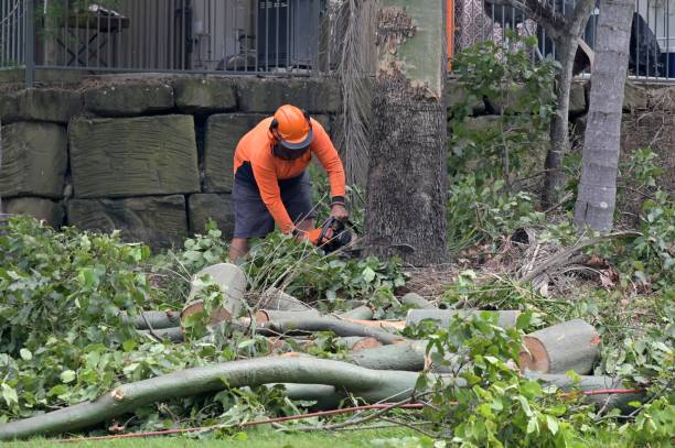 Best Tree Preservation Services  in Brookston, IN